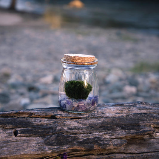 Marimo Moss Ball Care in Australia: Water, Light and Safe Goodbyes