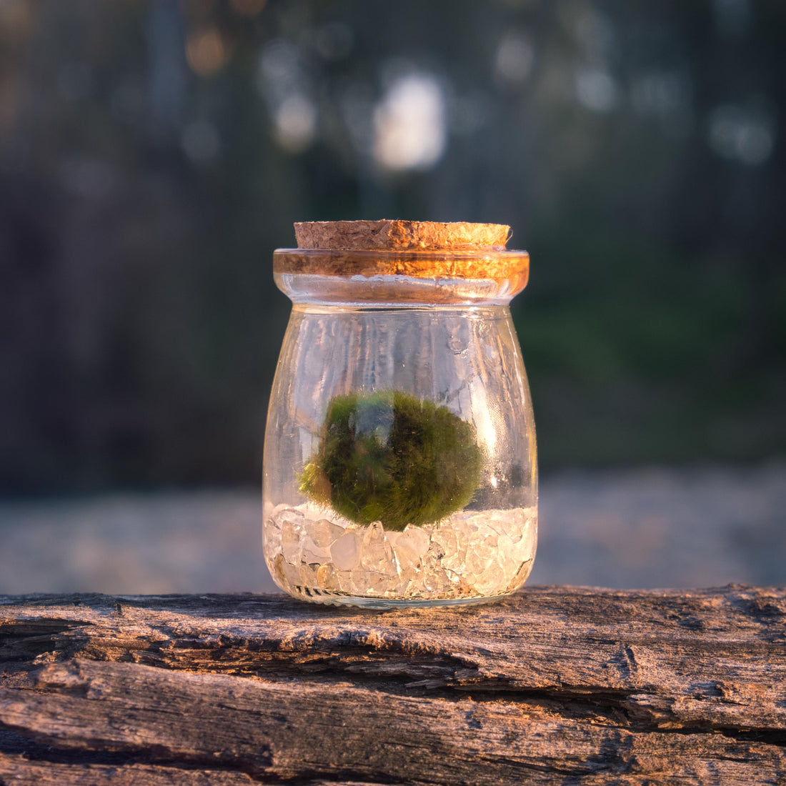 The Magic Behind the Moonlings | Marimo Lore, Crystal Intention & the Art of Slow Care