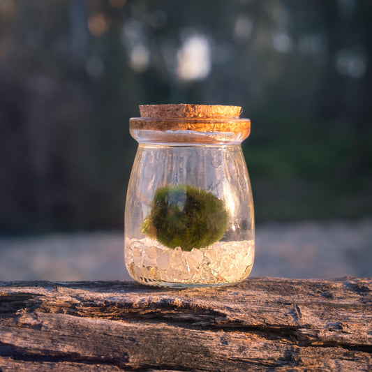 The Magic Behind the Moonlings | Marimo Lore, Crystal Intention & the Art of Slow Care