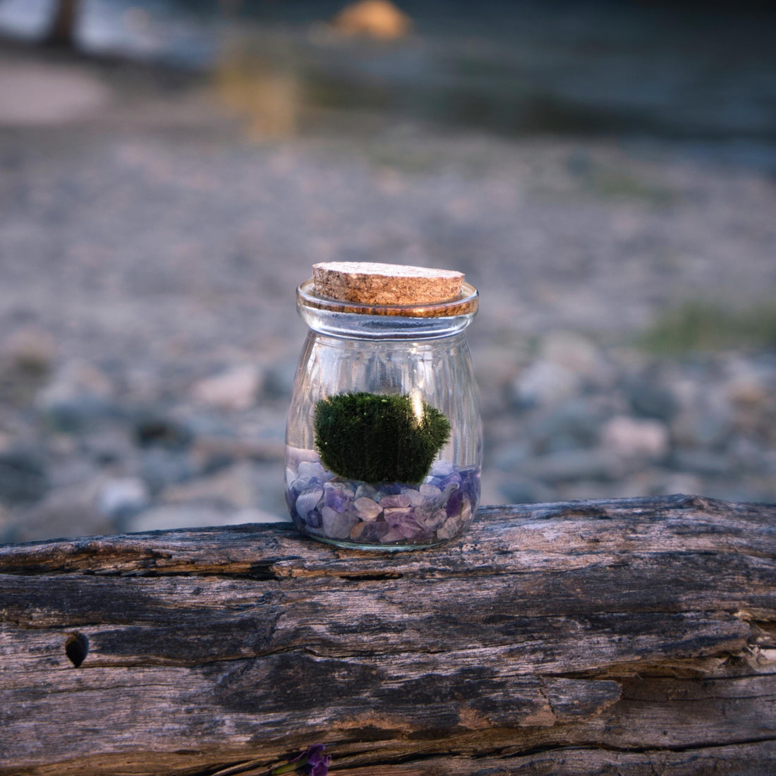 What Are Marimo Moss Balls? A Guide to Their Origin & Care
