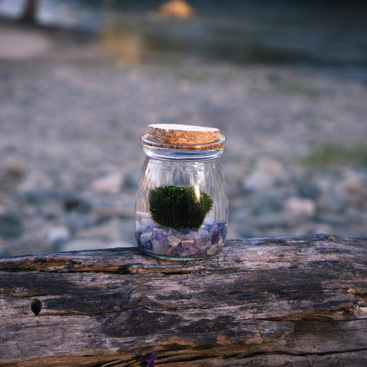 What Are Marimo Moss Balls? A Guide to Their Origin & Care