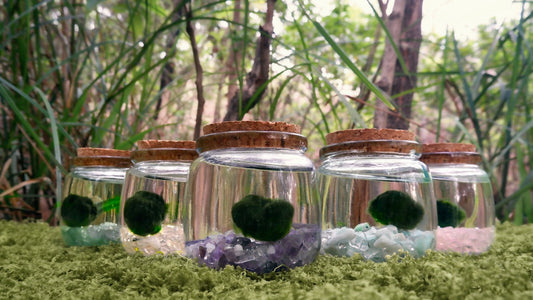 Five moss ball pets sitting in a V formation, each with different coloured crystals at the base.
