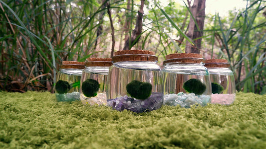 Christmas Gift Guide: Moss Moonlings for Everyone