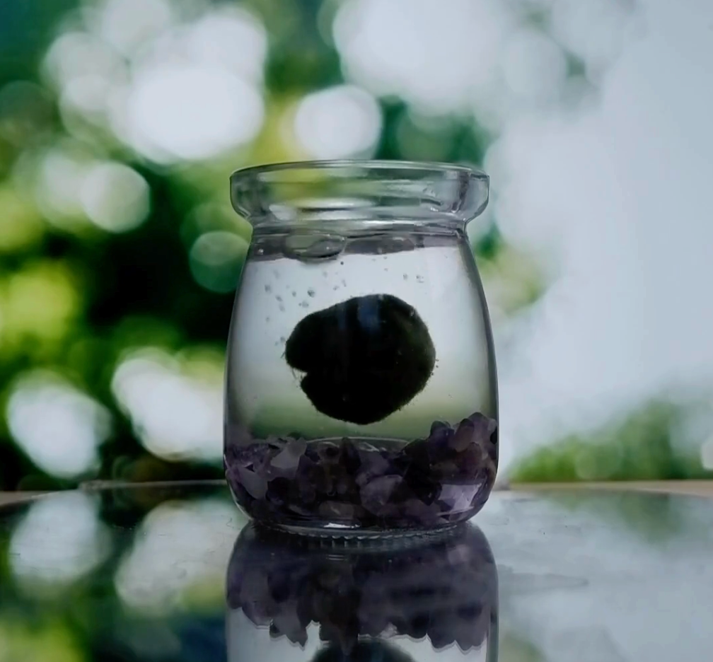 The Fascinating History of Marimo Moss Balls (And Why They're Considered a National Treasure)