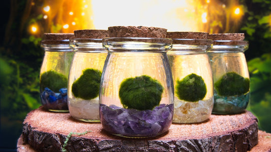 Where to Buy Marimo Moss Balls in Australia (and What to Look For)