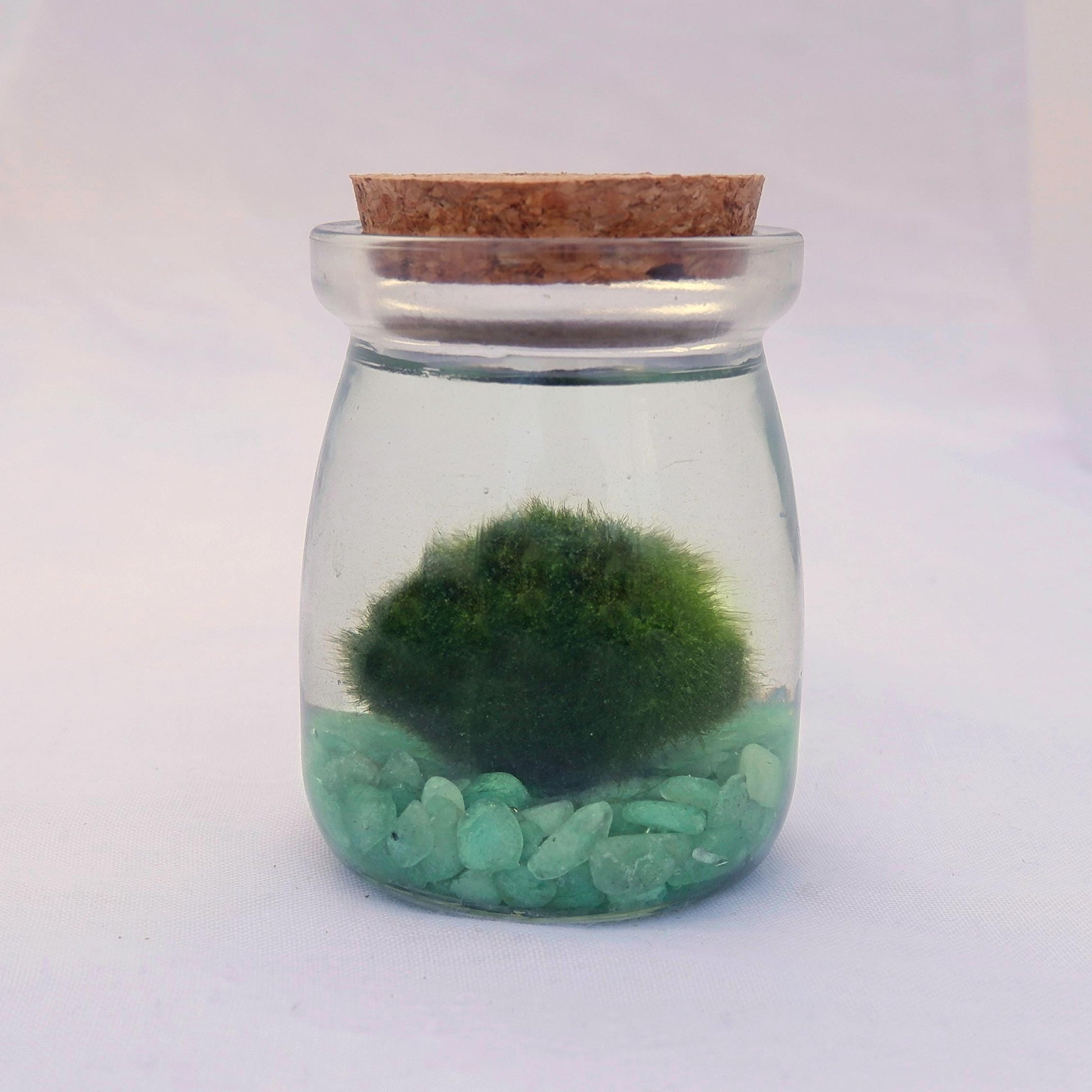 Glass jar with cork lid containing green marimo moss ball and small green aventurine stones on a white background