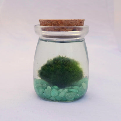 Glass jar with cork lid containing green marimo moss ball and small green aventurine stones on a white background