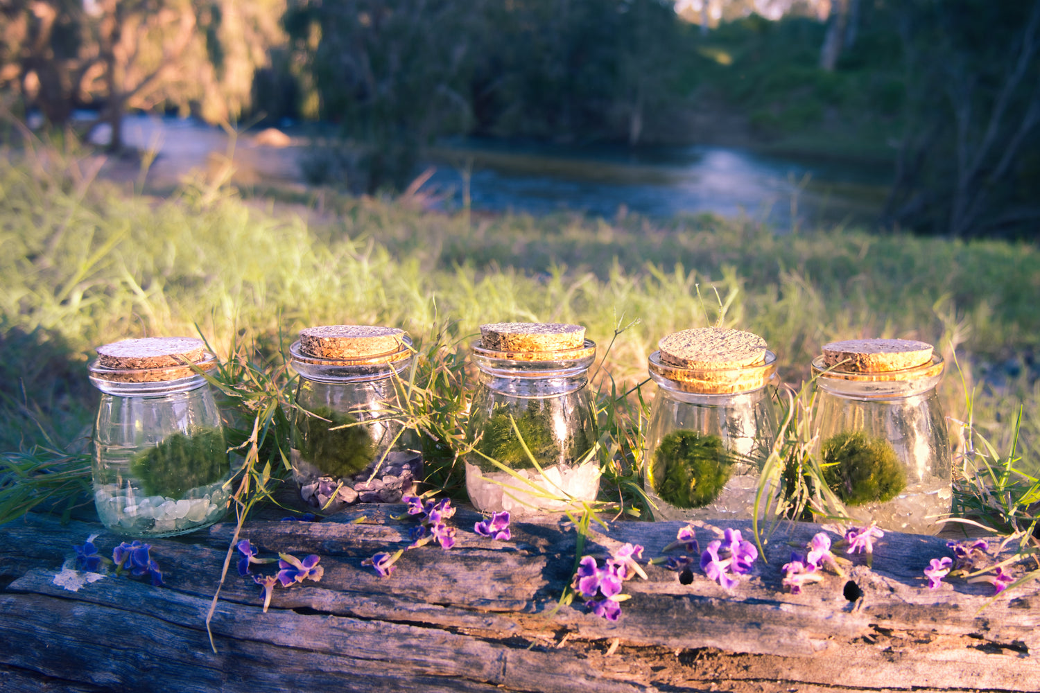 Moss moonling jars with greenery on a wooden surface outdoors