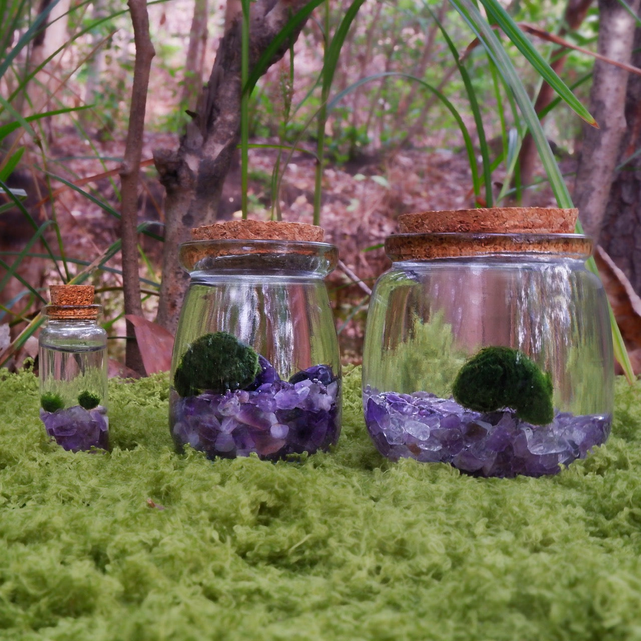 Dream Moonling family collection showcased with glass jars with cork lids containing small marimo moss balls sitting on amethyst chips on a grassy surface