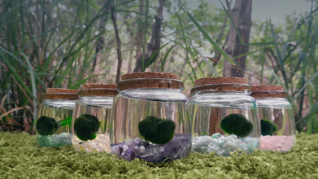 Marimo moss ball pets showcased in a glass jars with cork lids containing marimo balls on a grassy surface with a natural background.