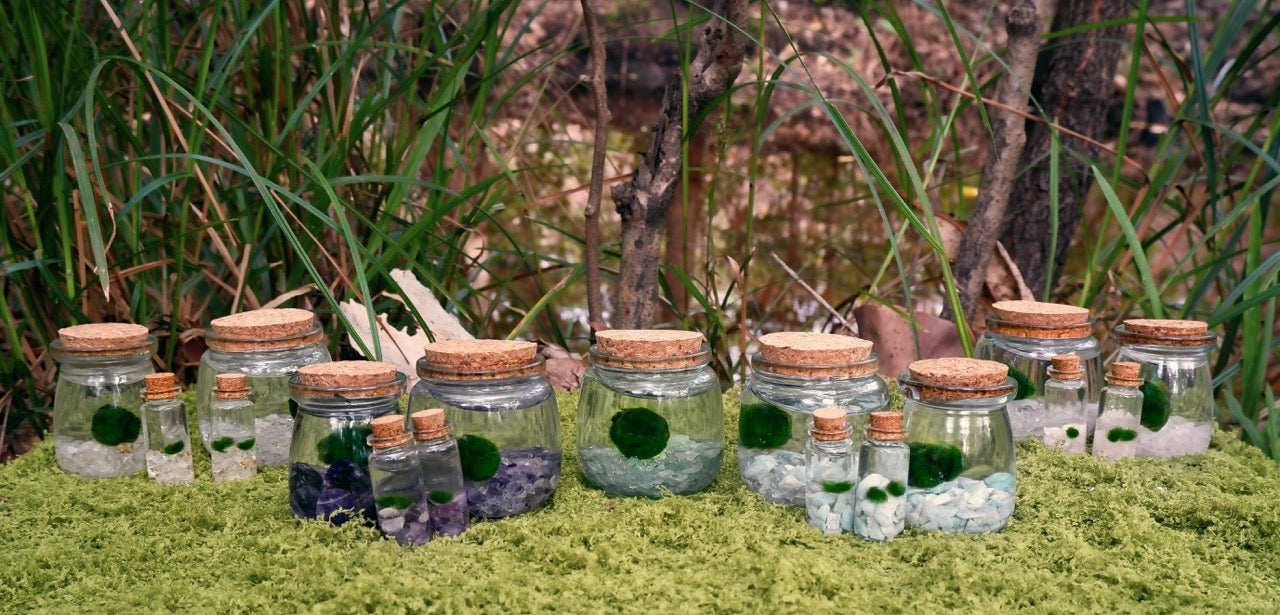 The full family of all the moss moonlings that Sundrop Alchemy sells with a Set of small glass jars with cork lids on a grassy surface with plants in the background
