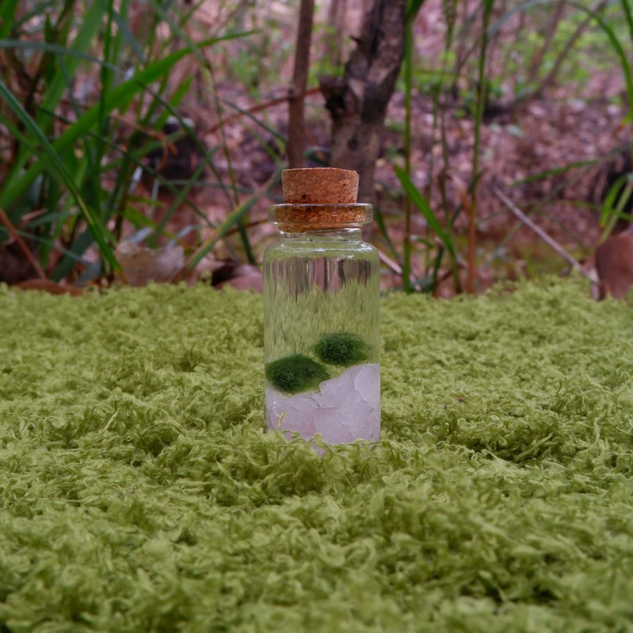Clear bottle with cork lid containing green, baby marimo moss balls on a grassy surface