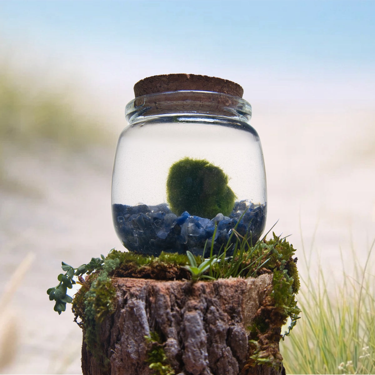 Sodalite Wayfinder Moonling – Moss Ball Pet for Truth and Steady Direction
