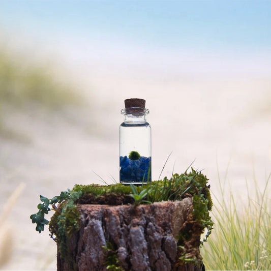 Sodalite Baby Moonling – Mini Moss Ball Pet | Truth & Inner Clarity