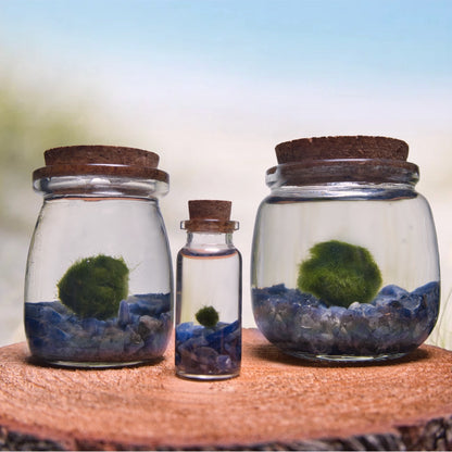 Sodalite Baby Moonling – Mini Moss Ball Pet | Truth & Inner Clarity