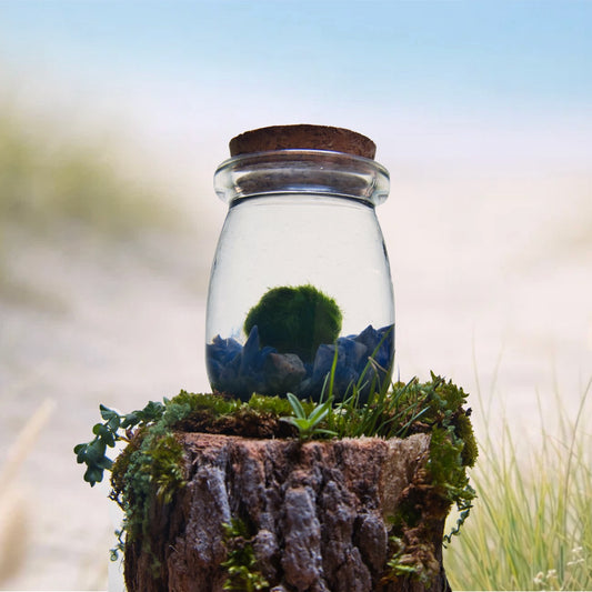 Sodalite Wayfinder Moonling – Moss Ball Pet for Truth and Steady Direction
