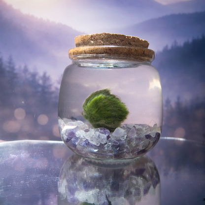 Amethyst Dream Moonling – Moss Ball Pet for Calm and Clarity