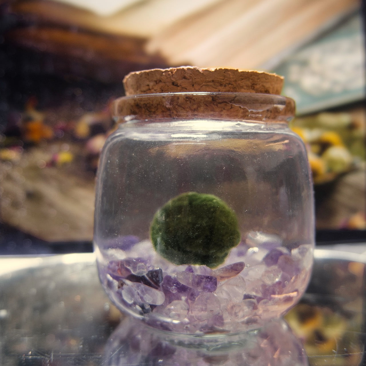Amplifier Dream Moonling showcased with a glass jar with a cork lid containing a green marimo moss ball sitting on amethyst & clear quartz crystals, blurred background