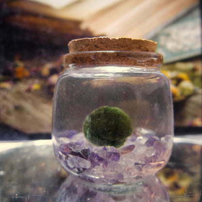 Amplifier Dream Moonling showcased with a glass jar with a cork lid containing a green marimo moss ball sitting on amethyst & clear quartz crystals, blurred background