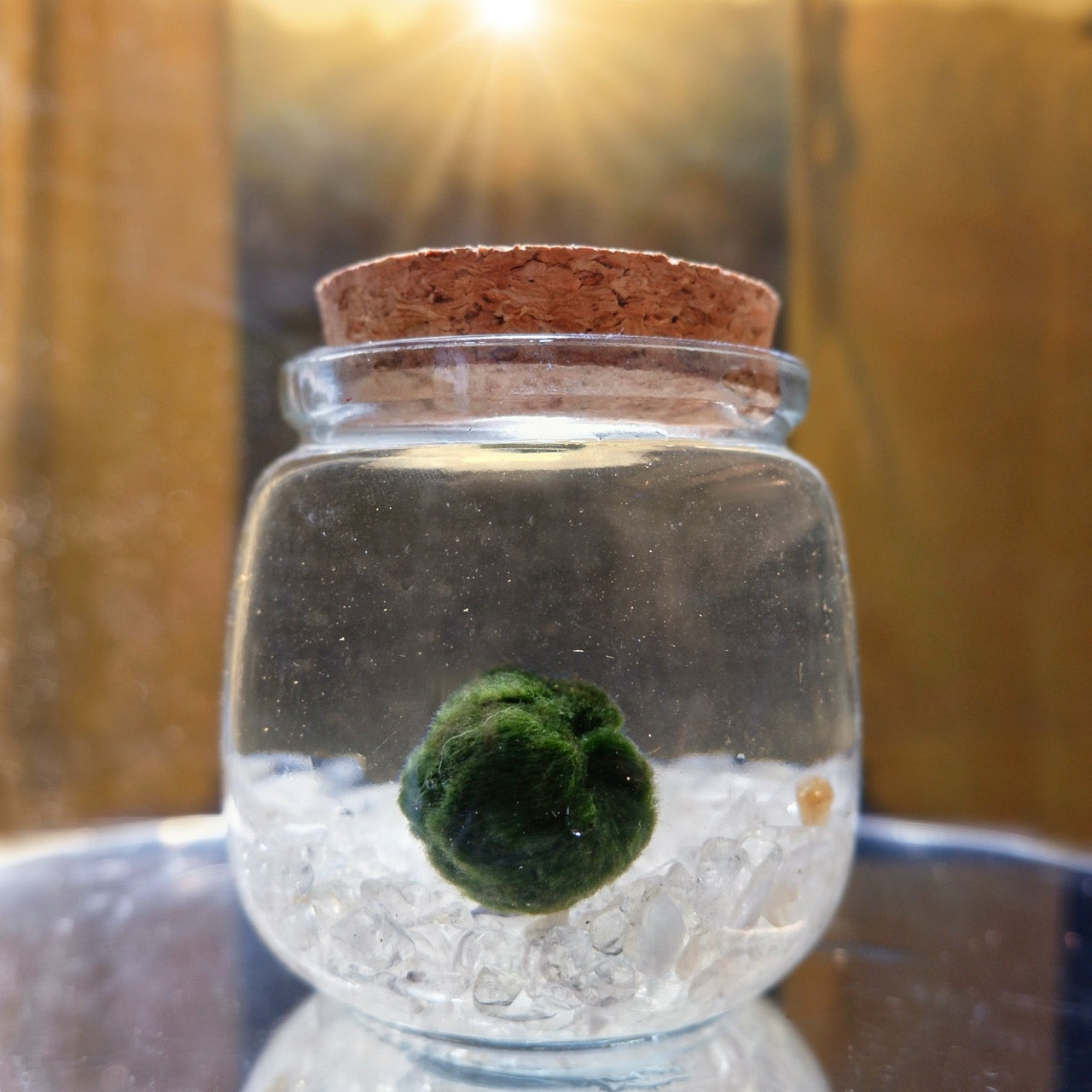 Marimo ball in a glass jar  with citrine and clear quartz chips and a cork lid on a reflective surface.