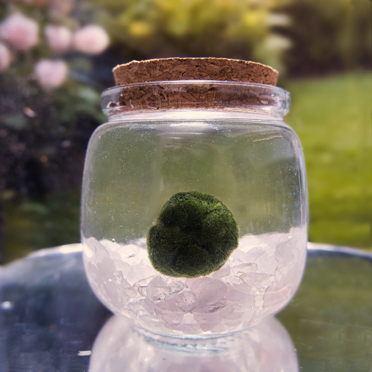 Amplifier Heart Moonling showcased with a marimo moss ball, with rose quartz and clear quartz chips in a glass jar with a cork lid on a reflective surface with a blurred natural background