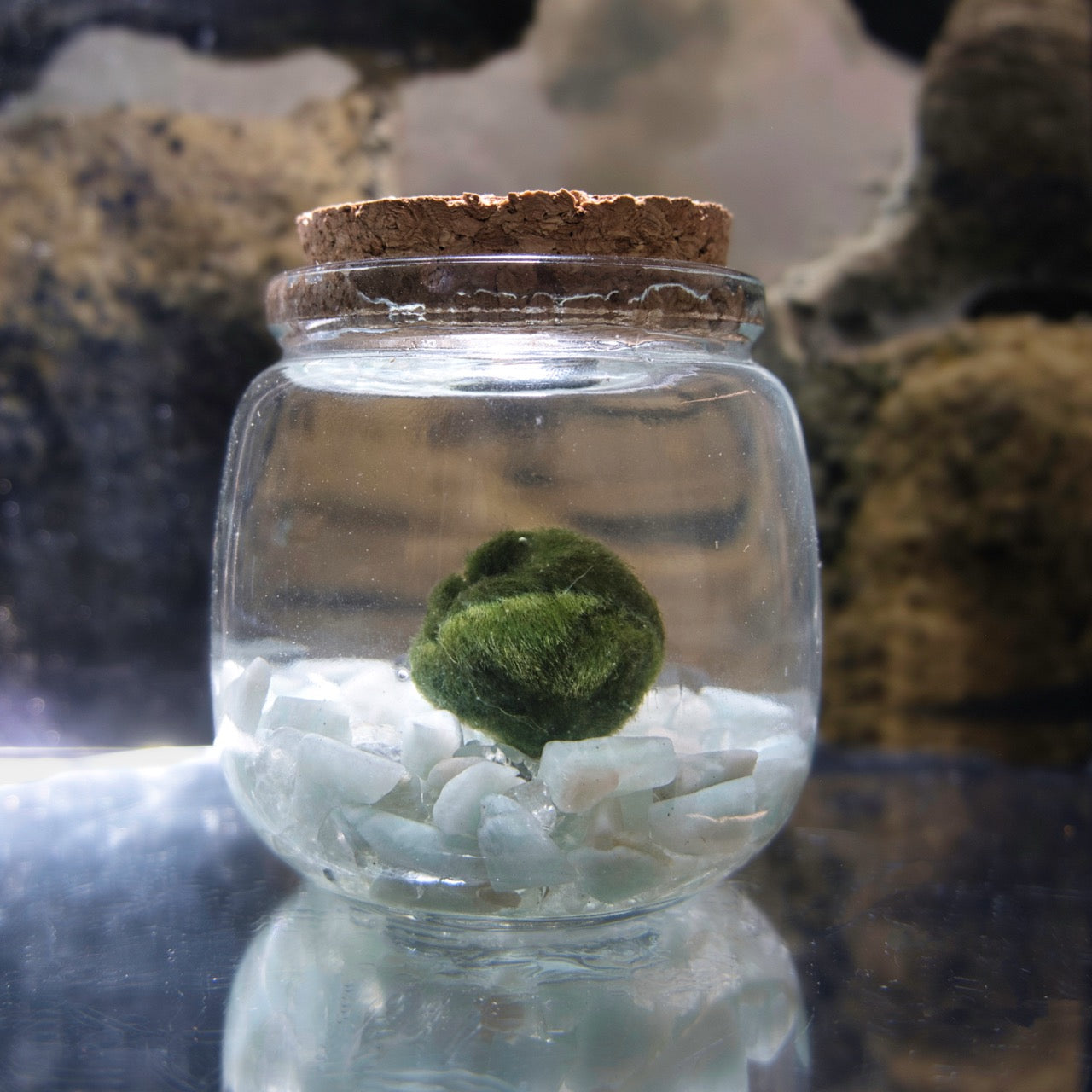 Glass jar with cork lid containing a green marimo moss ball and white pebbles, blurred natural background