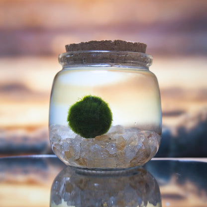 Citrine Golden Moonling – Moss Ball Pet for Joy and Abundance