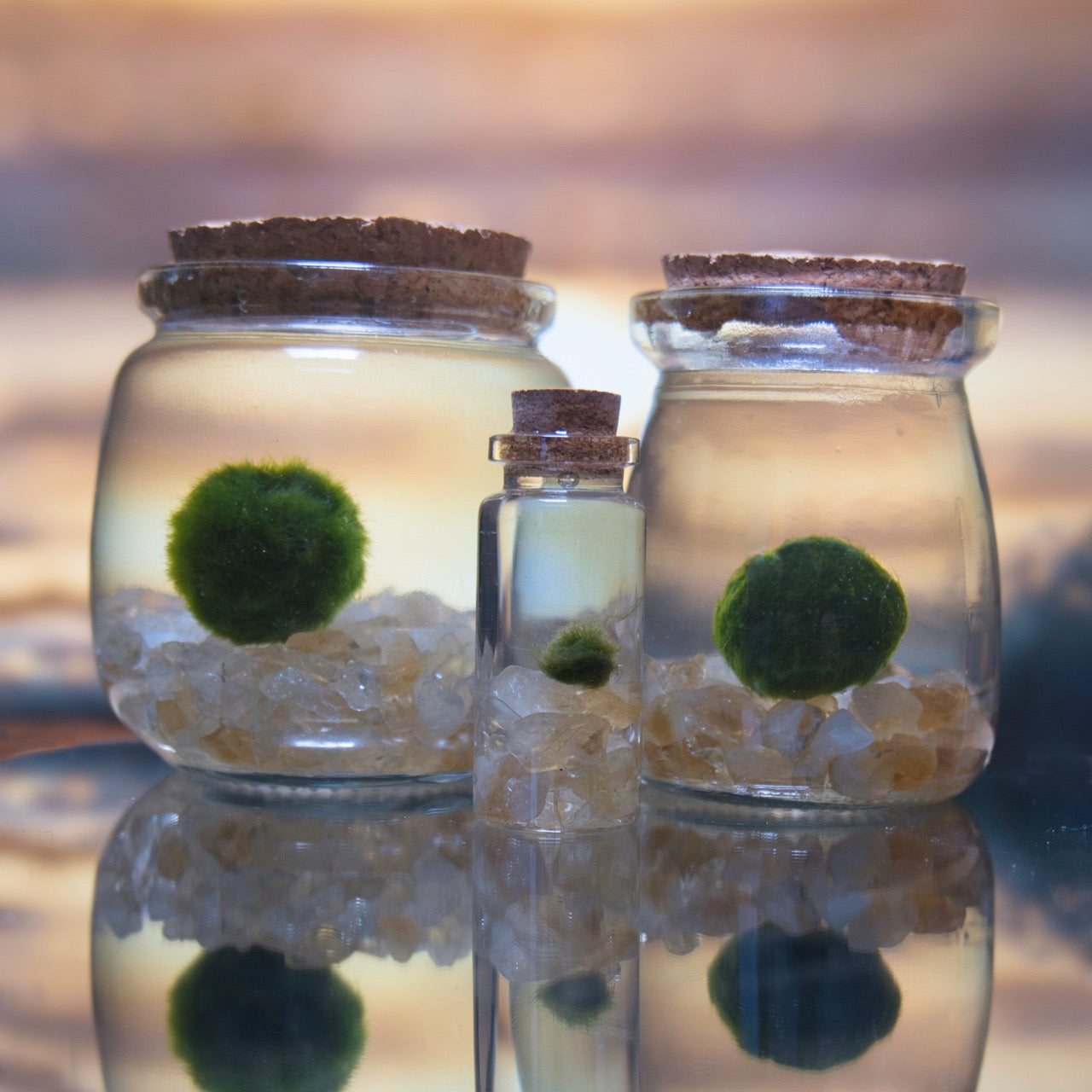 Citrine Golden Moonling – Moss Ball Pet for Joy and Abundance