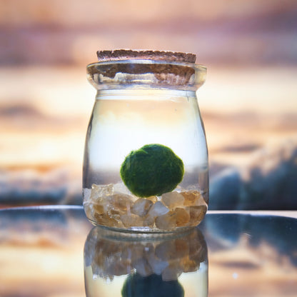 Citrine Golden Moonling – Moss Ball Pet for Joy and Abundance