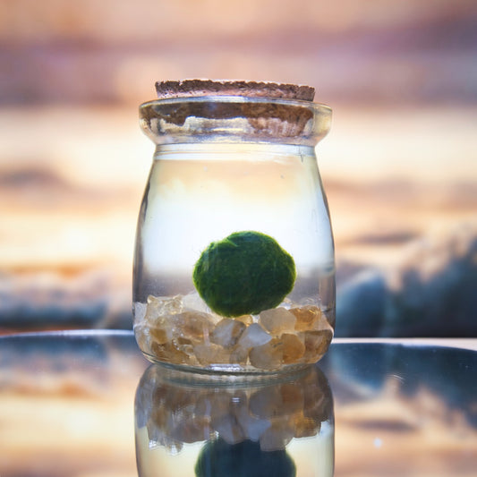 Citrine Golden Moonling – Moss Ball Pet for Joy and Abundance