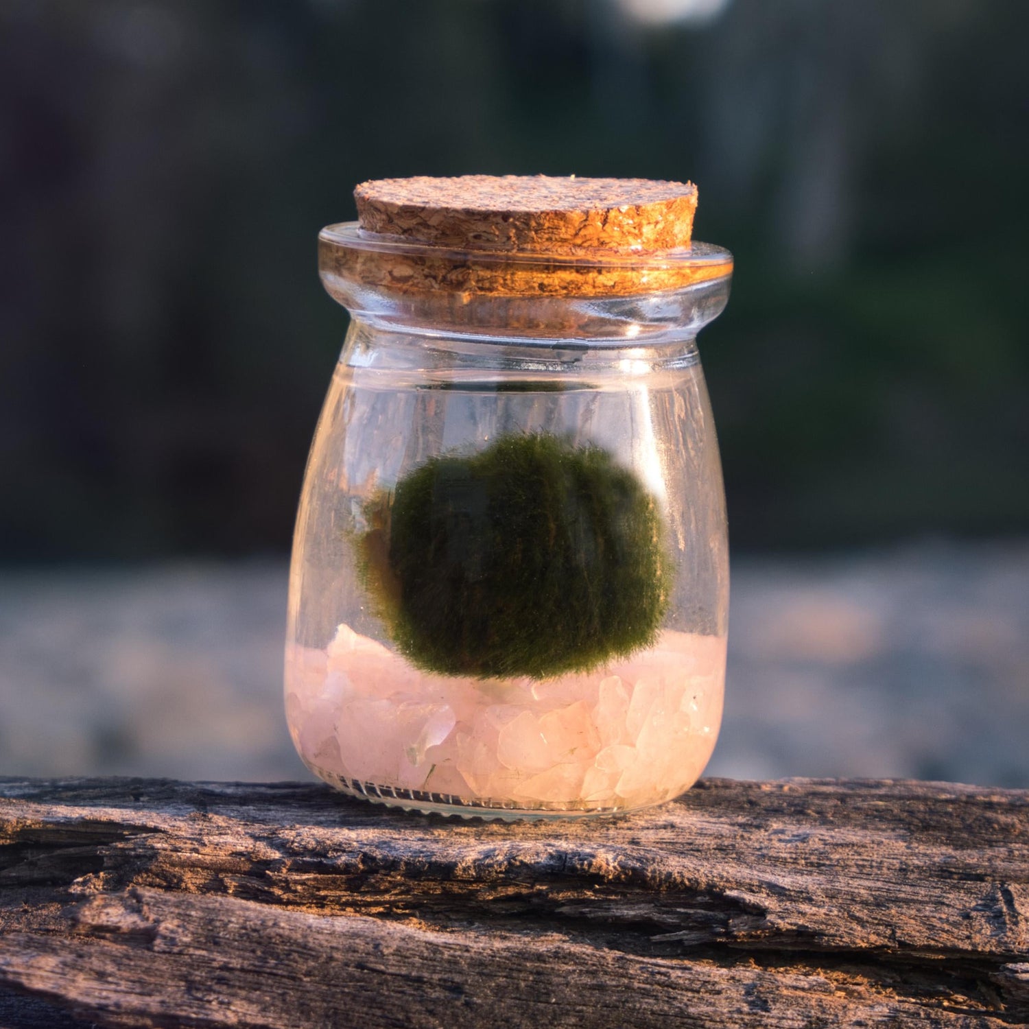 Glass jar with a cork lid containing a green moss ball on a wooden surface with a blurred natural background.