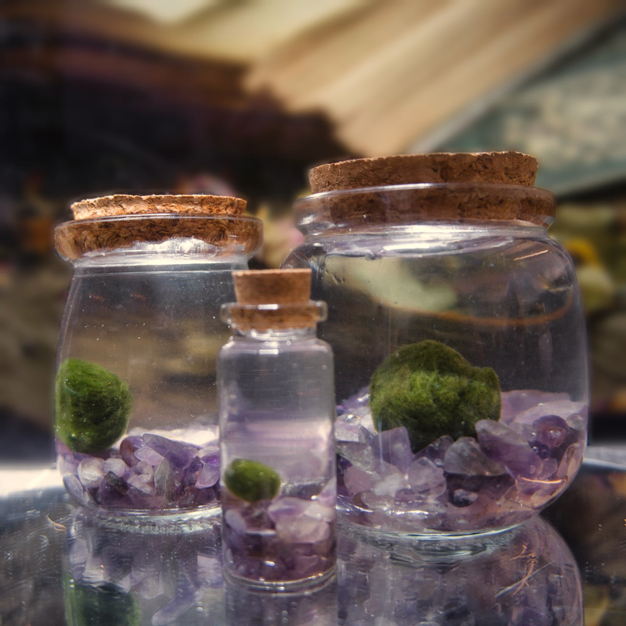Dream Moonling family showcased with three glass jars with cork lids containing green marimo moss ball and amethyst crystals on a reflective surface.