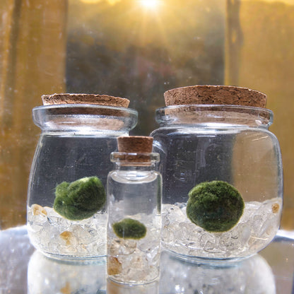 The Golden Moonling family showcased with three glass jars with cork lids containing marimo balls and citrine chips on a reflective surface.