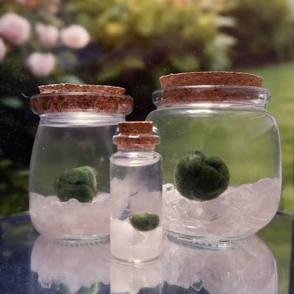 The Heart Moonling familiy showcased with three glass jars with cork lids containing green marimo moss ball plants, sitting on rose quartz chips, on a reflective surface with a blurred natural background.