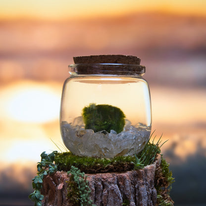 Citrine Golden Moonling – Moss Ball Pet for Joy and Abundance