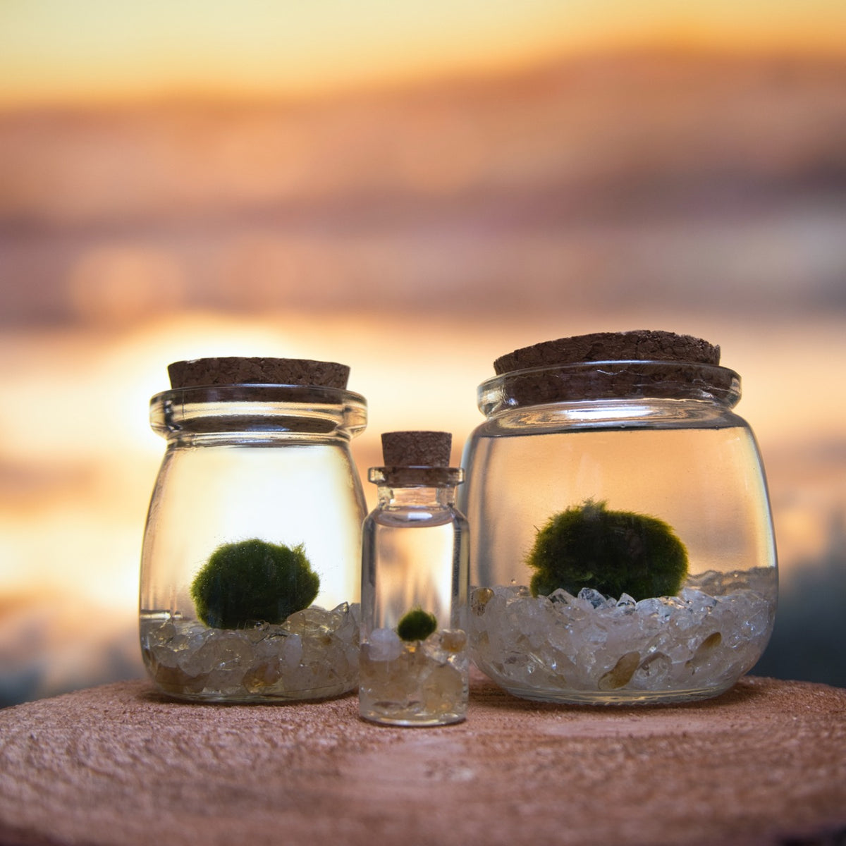 Citrine Golden Moonling – Moss Ball Pet for Joy and Abundance