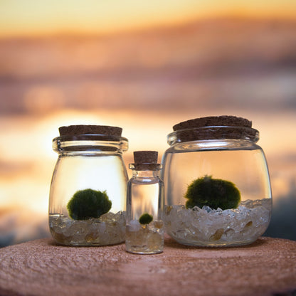 Citrine Golden Moonling – Moss Ball Pet for Joy and Abundance