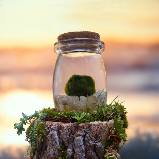 Citrine Golden Moonling – Moss Ball Pet for Joy and Abundance