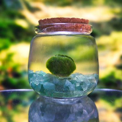 Green Aventurine Lucky Moonling – Moss Ball Pet for Luck and Growth