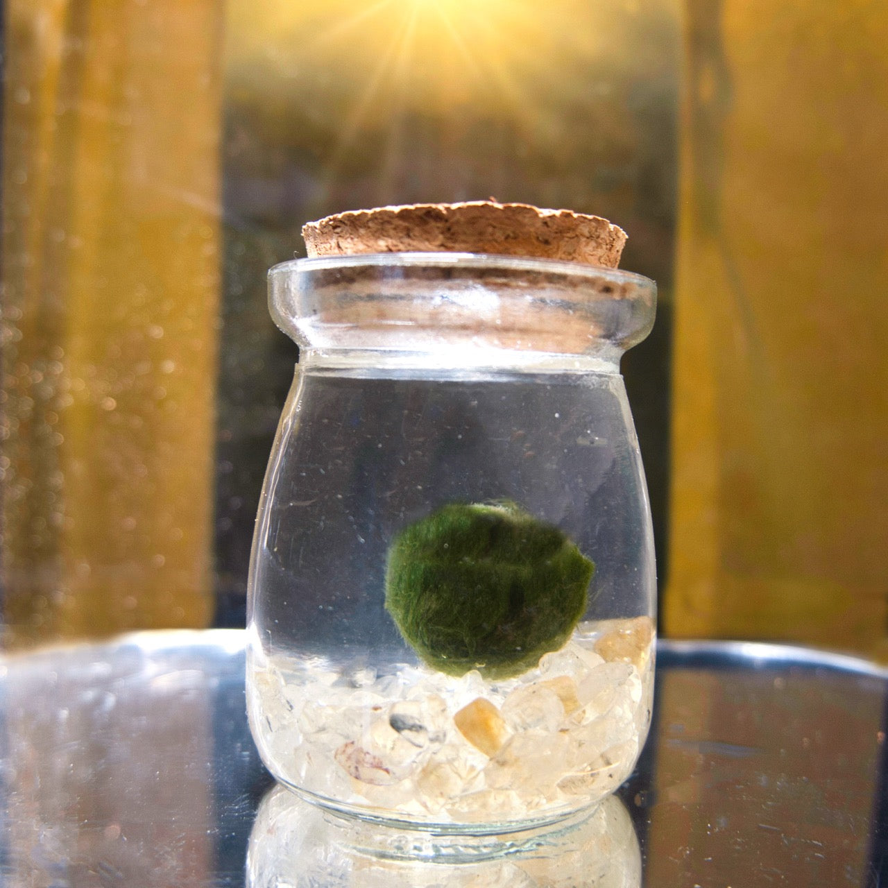 Marimo ball in a glass jar with cork lid on a reflective surface with citrine chips