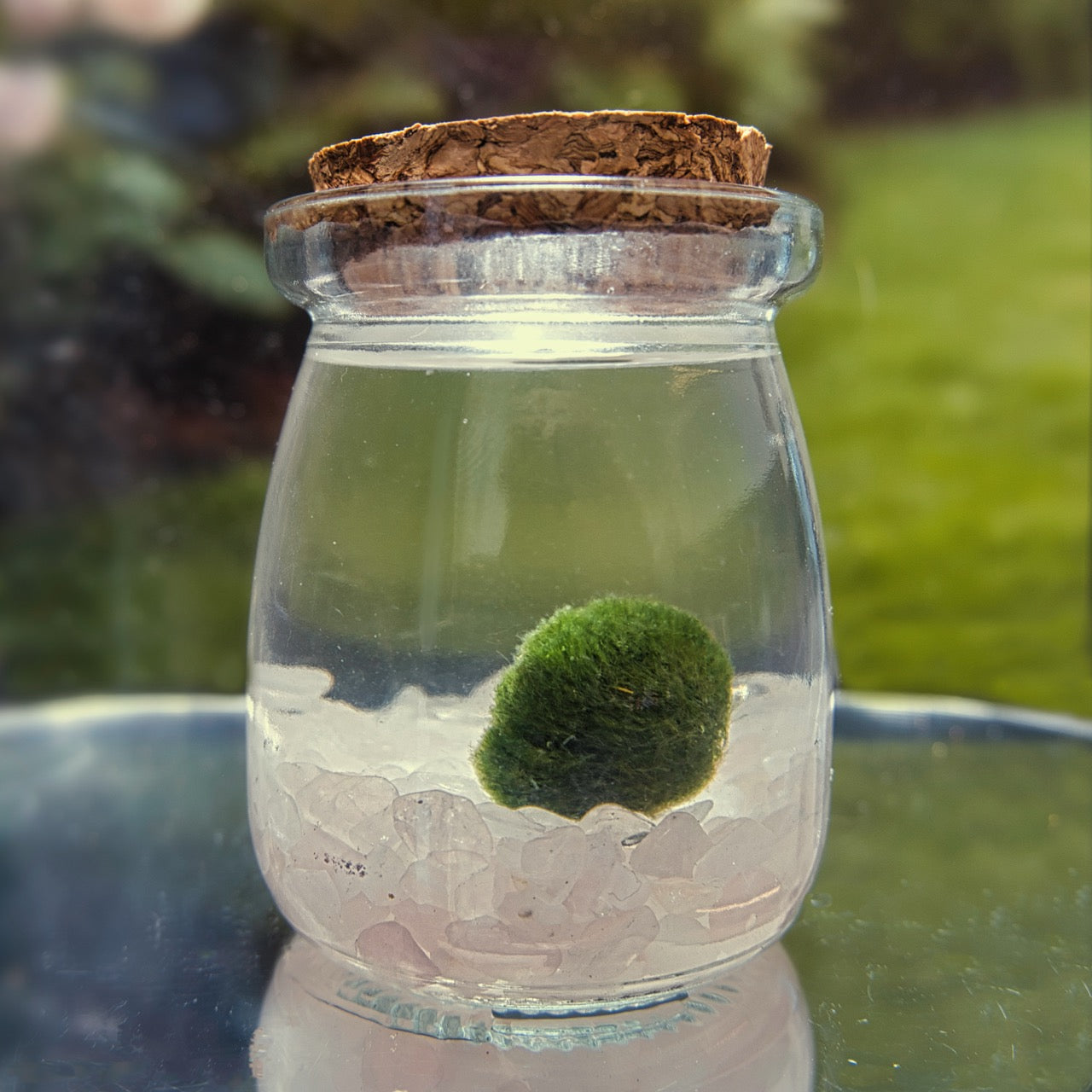 The original Heart Moonling Moss ball , sitting on rose quartz chips in a glass jar with a cork lid on a reflective surface with a blurred green background