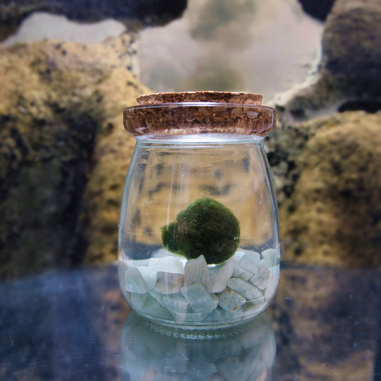 The original moss ball pet, with glass jar with a cork lid containing a small marimo moss ball plant and amazonite chips, set against a natural rock background.