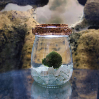 The original moss ball pet, with glass jar with a cork lid containing a small marimo moss ball plant and amazonite chips, set against a natural rock background.