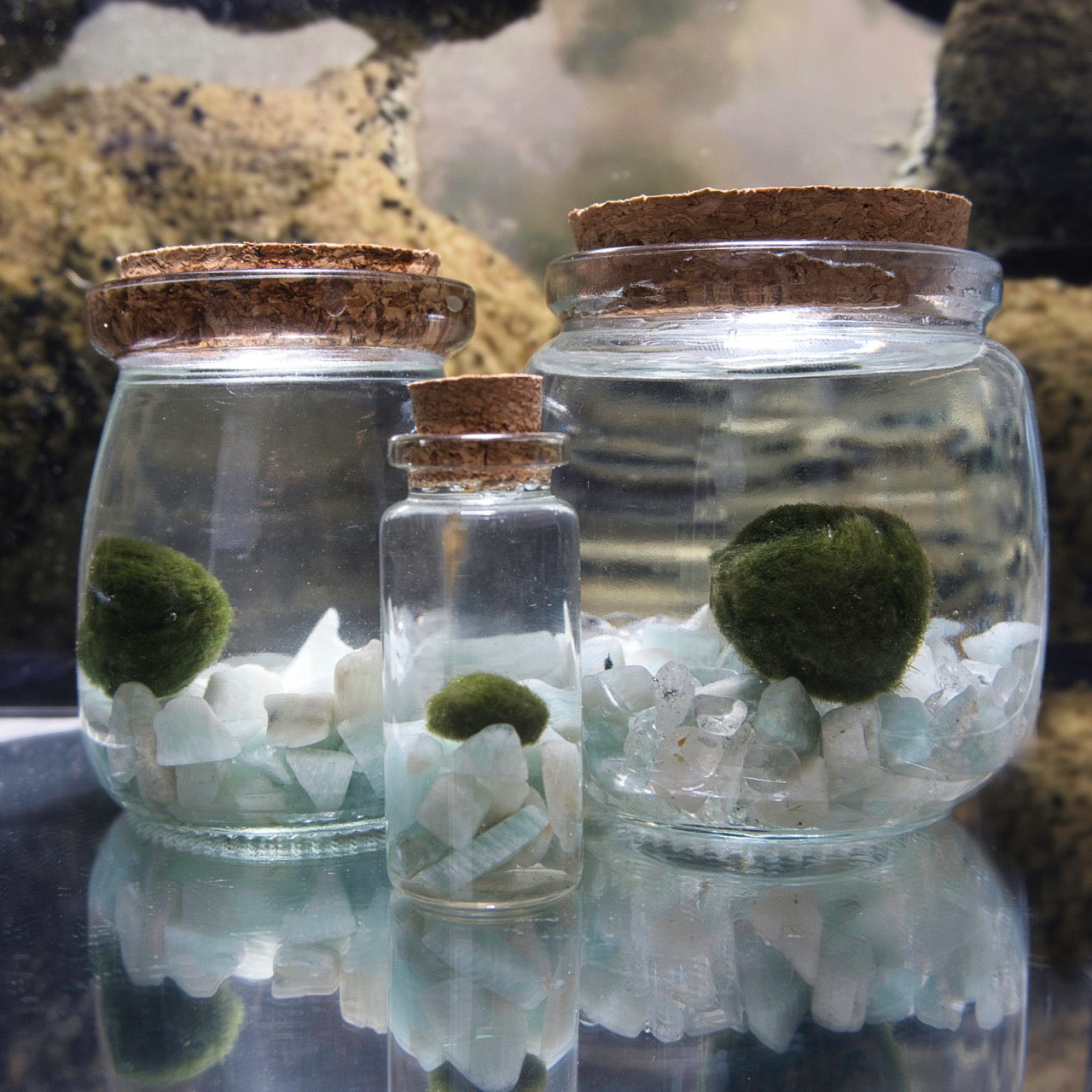The wayfinder moonling family showcasing three glass jars with cork lids containing green marimo moss and amazonite stones  sitting on a reflective surface.